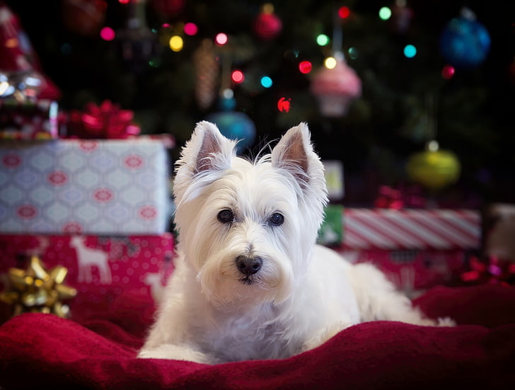mira, perro, el West Highland White Terrier, Fondo de pantalla HD