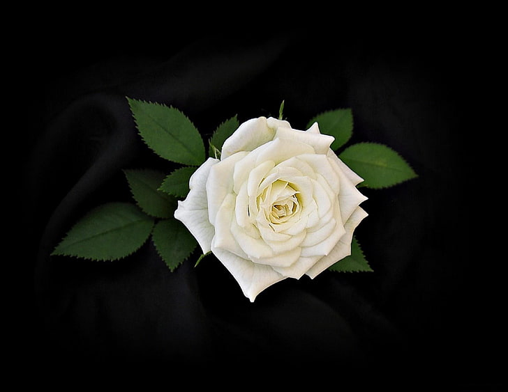 白いバラ、バラ、花、白、葉、黒の背景、 HDデスクトップの壁紙