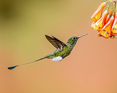green and brown hummingbird next on red petaled flower in closeup photography, booted racket-tail, booted racket-tail, Booted Racket-tail, green, brown, hummingbird, next, red, flower, closeup photography, Lens, bird, animal, wildlife, iridescent, multi Colored, flying, nature, hovering, HD wallpaper HD wallpaper