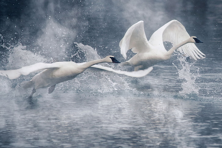 two white geese, water, squirt, birds, wings, pair, swans, the rise, HD wallpaper