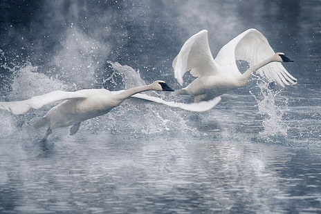 две бели гъски, вода, шприц, птици, крила, двойка, лебеди, възходът, HD тапет HD wallpaper