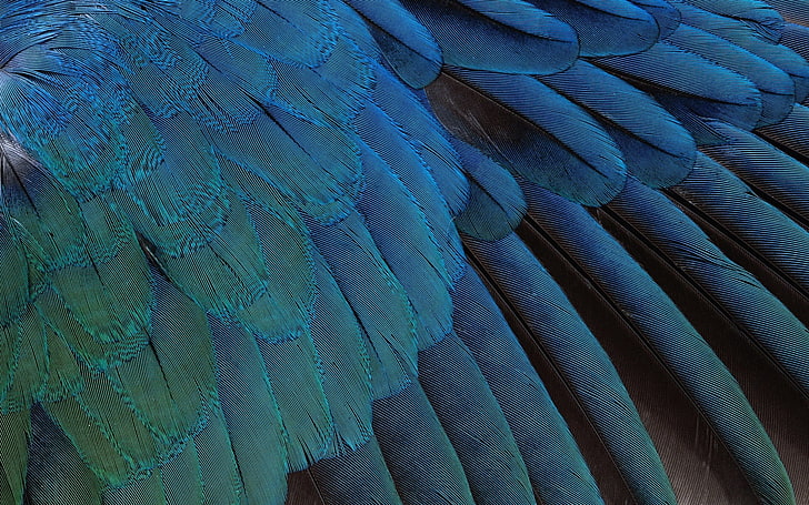 blue feathers, feathers, black, background, blue, HD wallpaper
