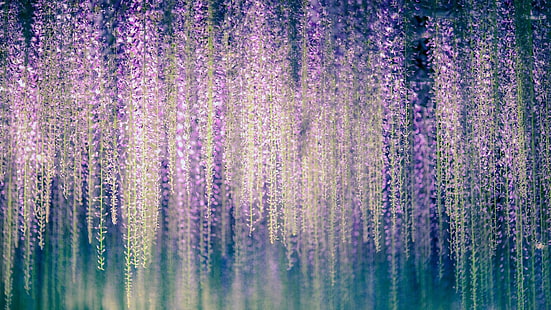 природа, фиолетовые цветы, японская глициния, дерево, глициния флорибунда, парк, растение, цвести, весна, ветка, HD обои HD wallpaper