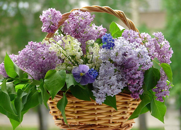 purple-and-green flowers, flower, flowers, violet, basket, lilac, whitr, lilacs, HD wallpaper