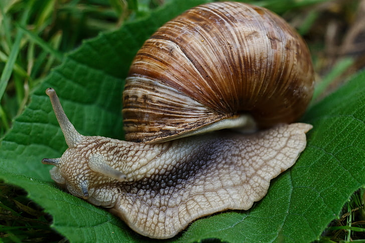 brown land snail, snail, slugs, macro, shell, HD wallpaper