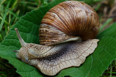 brown land snail, snail, slugs, macro, shell, HD wallpaper HD wallpaper