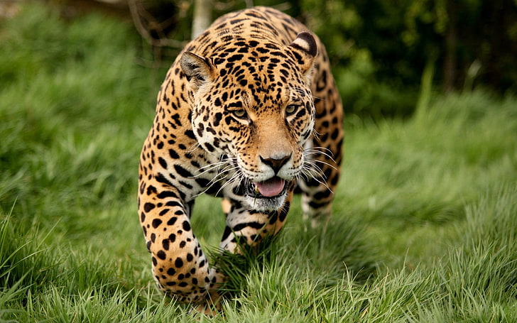adulto leopardo, leopardo, grama, correr, gato grande, HD papel de parede