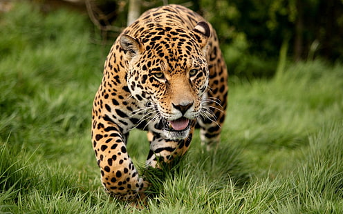 Leopardo adulto, leopardo, hierba, correr, gato grande, Fondo de pantalla HD HD wallpaper