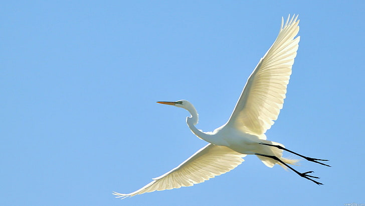 white great heron, the sky, flight, bird, wings, beak, stork, Heron, HD wallpaper