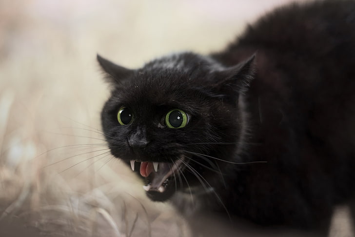แมวสัตว์แมวดำ, วอลล์เปเปอร์ HD