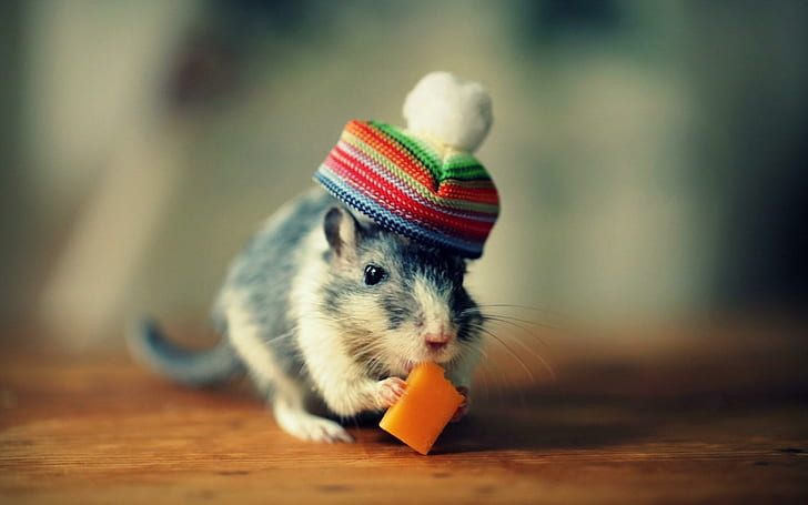 Mouse Cheese Hat Funny, gray and white mouse; multi-color knit pompom cap; cheese bit, mouse, cheese, funny, HD wallpaper