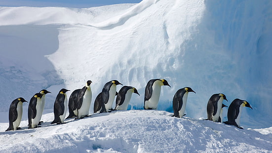 鳥、南極、皇帝ペンギン、雪の丘、 HDデスクトップの壁紙 HD wallpaper