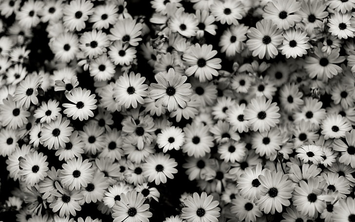 花びらの花グレースケール写真、モノクロ、花、植物、 HDデスクトップの壁紙