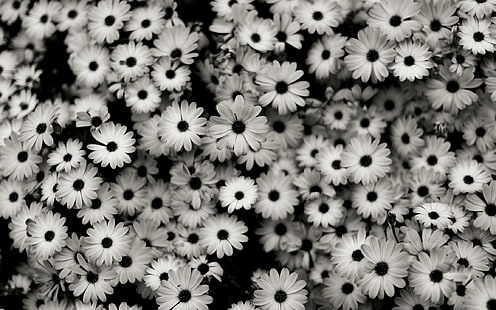 kronblad blommor gråskala foto, svartvitt, blommor, växter, HD tapet HD wallpaper