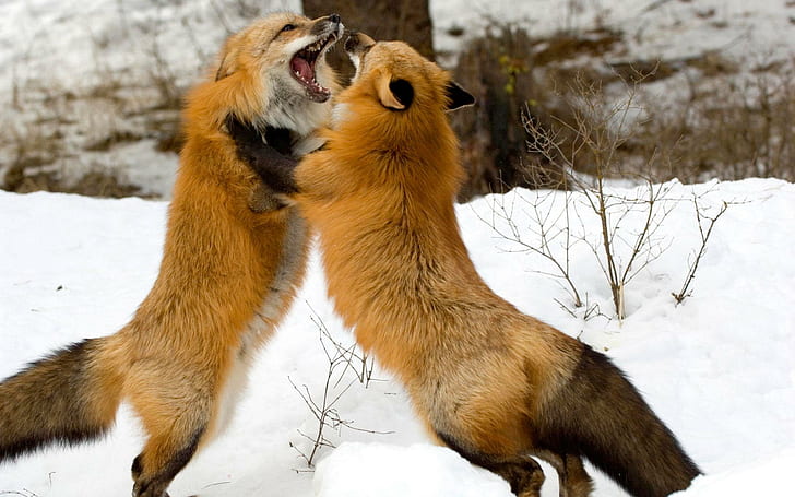 Raposas lutando, vulpes, raposa vermelha, canidae, carnivora, animais, HD papel de parede