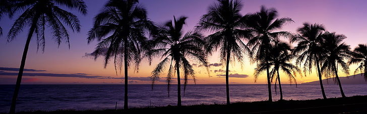 sagoma di alberi di cocco, spiaggia, paesaggio, tramonto, alba, palme, mare, tramonto, natura, Sfondo HD