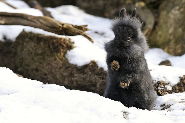 Rabbit in snow, Rabbit, snow, winter, HD wallpaper