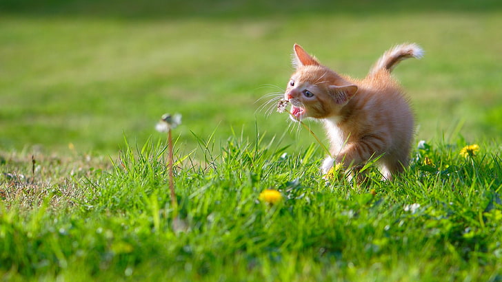 ładny, kot, kotek, kotek, trawa, dzika przyroda, łąka, Tapety HD