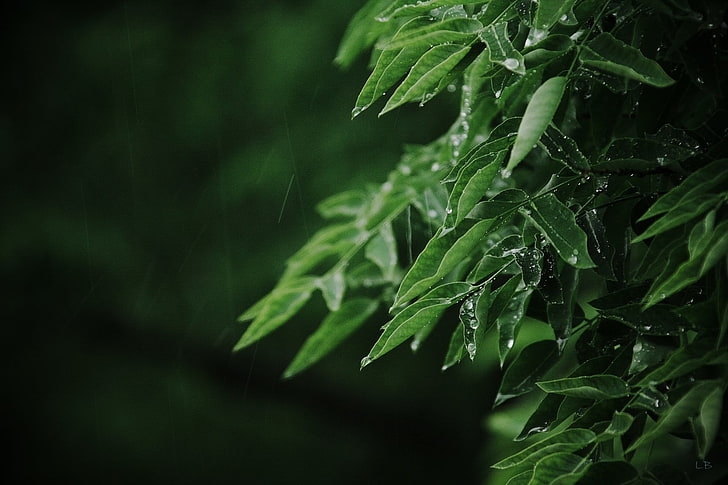 green leafed plant, macro, leaves, rain, water drops, green, HD wallpaper