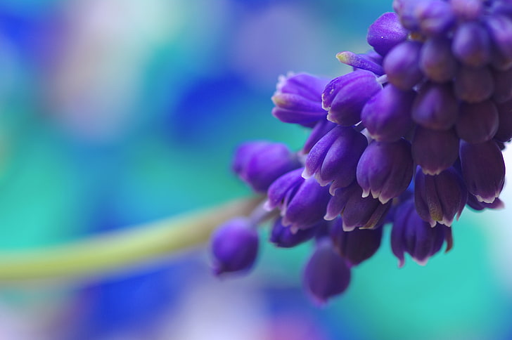 flores de pétalos de color púrpura, flor, macro, azul, naturaleza, color, primavera, Muscari, Fondo de pantalla HD