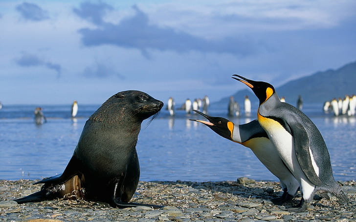 животные, пингвины, HD обои