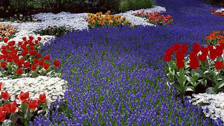 campo de flores de color púrpura y rojo, campo, flores, macizo de flores, Fondo de pantalla HD