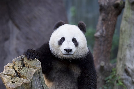 white and black panda, animals, panda, HD wallpaper HD wallpaper