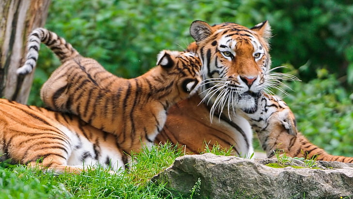 tygrys i młode, tygrys, zwierzęta, przyroda, małe zwierzątka, Tapety HD
