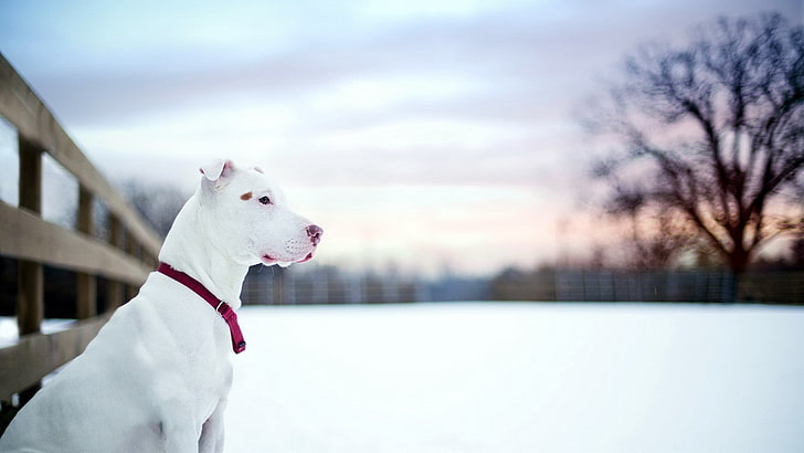 adult white American pit bull terrier, dog, snow, winter, HD wallpaper