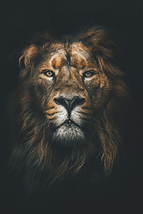 茶色のライオンの壁紙、ライオン、銃口、たてがみ、loок、捕食者、 HDデスクトップの壁紙 HD wallpaper