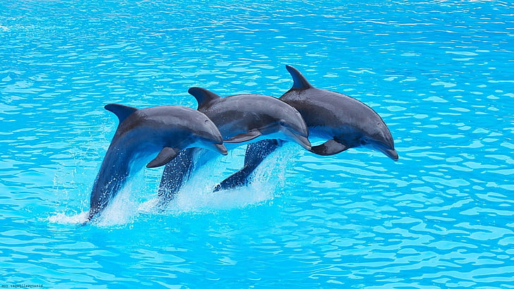 Delfines HD fondos de pantalla descarga gratuita | Wallpaperbetter