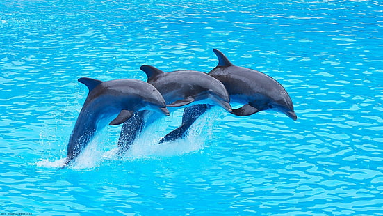 ثلاثة دلافين رمادية ، دولفين ، بحر ، حيوانات ، سماوي ، ماء ، بسيط، خلفية HD HD wallpaper