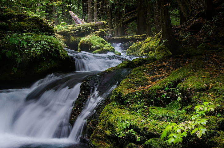 Wald, Landschaft, Fluss, HD-Hintergrundbild
