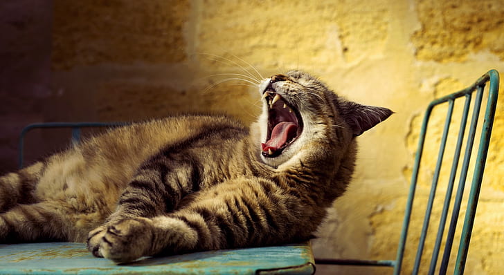 cat, animals, yawning, chair, HD wallpaper