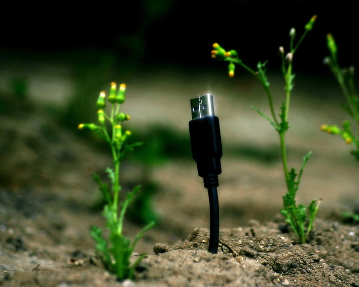 النباتات ، USB ، كابل، خلفية HD