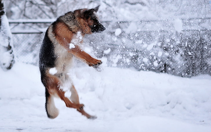 животни, кучета, настроение, сняг, снежинки, зима, HD тапет