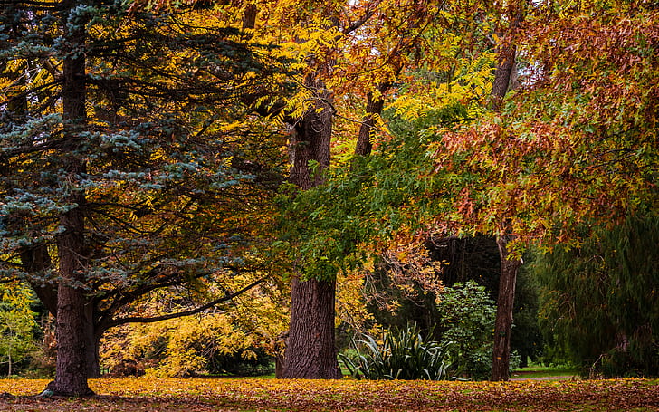 autumn, forest, trees, nature, New Zealand, Botanic Gardens, Christchurch, HD wallpaper