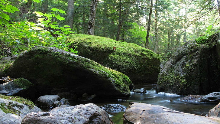 Moss Rock Stone Stream Forest HD, natur, skog, rock, sten, stream, mossa, HD tapet