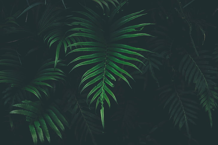 green plant, nature, leaves, plants, HD wallpaper