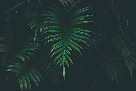 green plant, nature, leaves, plants, HD wallpaper HD wallpaper