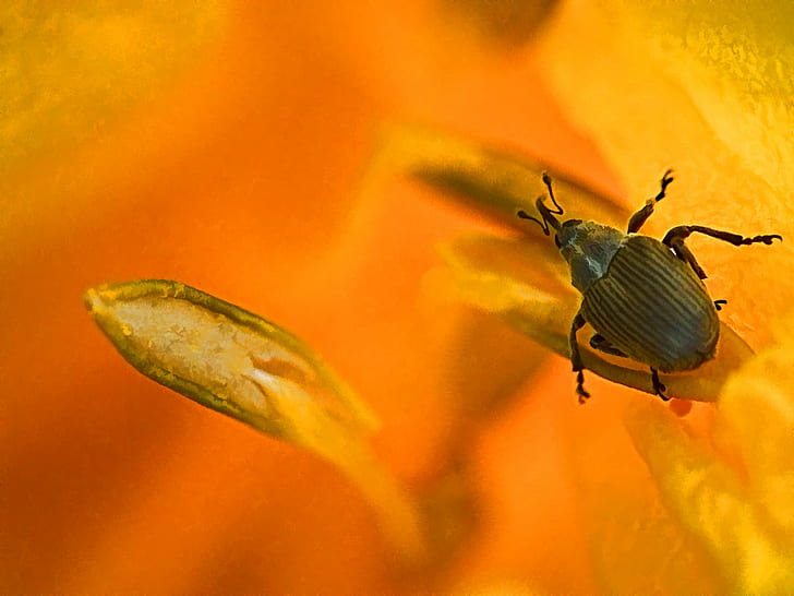 black 4-legged insect, tiny, tiny, legged, insect, macro, art, yellow, beetle, flower, stamen, orange, Fujifilm  hs10, nature, animal, close-up, HD wallpaper