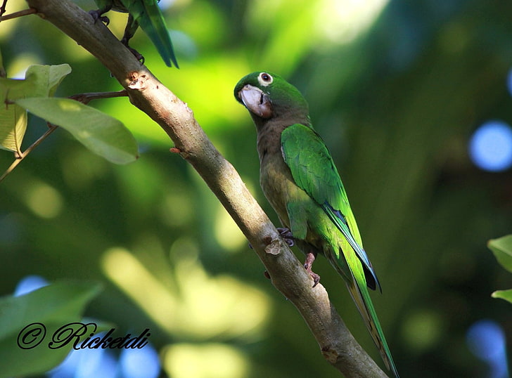 Birds, Olive-Throated Parakeet, Bokeh, Funny, Parakeet, Parrot, HD wallpaper