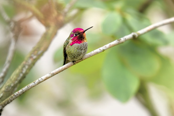 fotografía, naturaleza, animales, pájaros, colibríes, Fondo de pantalla HD