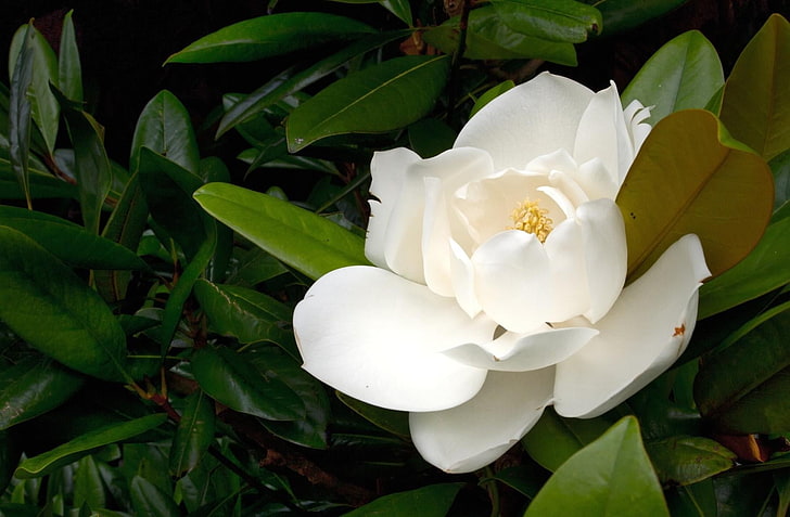 white magnolia flower, magnolia, blossom, white, leaves, branche, HD wallpaper