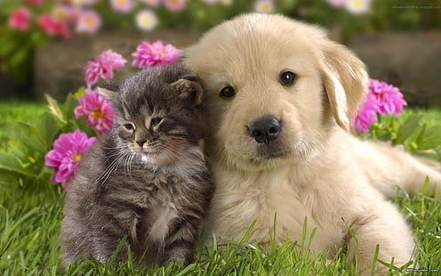 Dog Cat Kitten Puppy HD, animals, cat, dog, kitten, puppy, HD wallpaper HD wallpaper