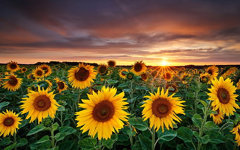 Magic Landscape Sunflower Garden 2560 × 1600, HD tapet HD wallpaper