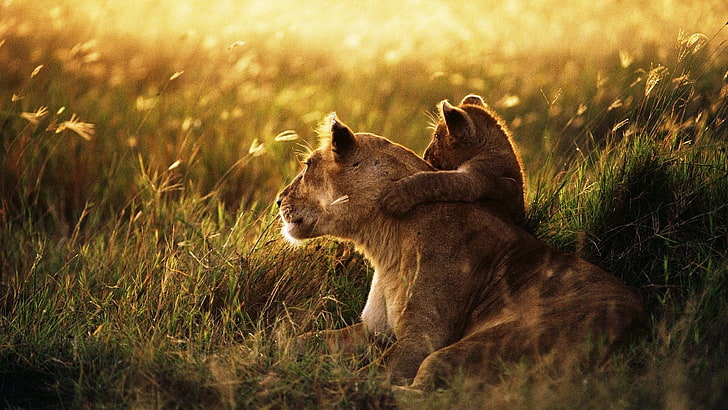 gray tigress and cub, lion, lion cub, family, cub, caring, baby, sunshine, HD wallpaper