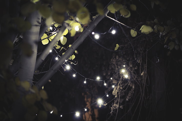 white string lights, leaves, garden, Aspen, christmas lights, lights, fall, November, HD wallpaper