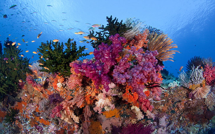 Arrecifes de coral submarinos Raja Ampat con hermosos colores de coral y peces, Fondo de pantalla HD