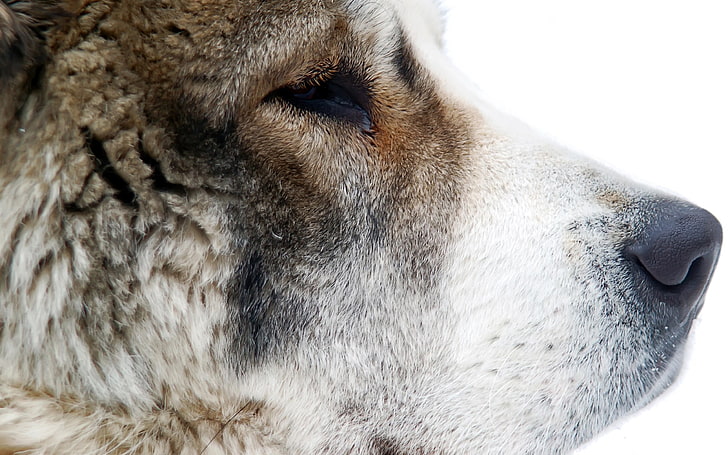 cão bronzeado de pêlo curto, cão-pastor da Ásia Central, focinho, olhos, perfil, bom, olhar, HD papel de parede